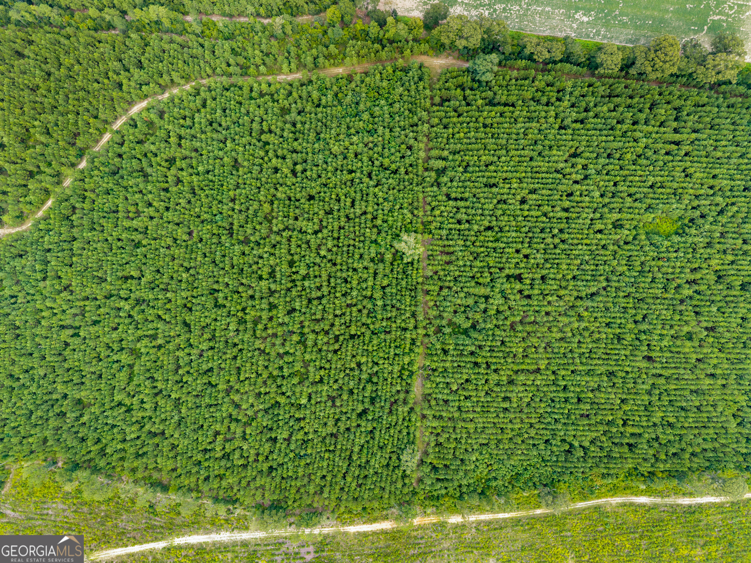 232-acres Old River Road North Statesboro, GA 30461 - Photo 12 of 23 a view of a yard