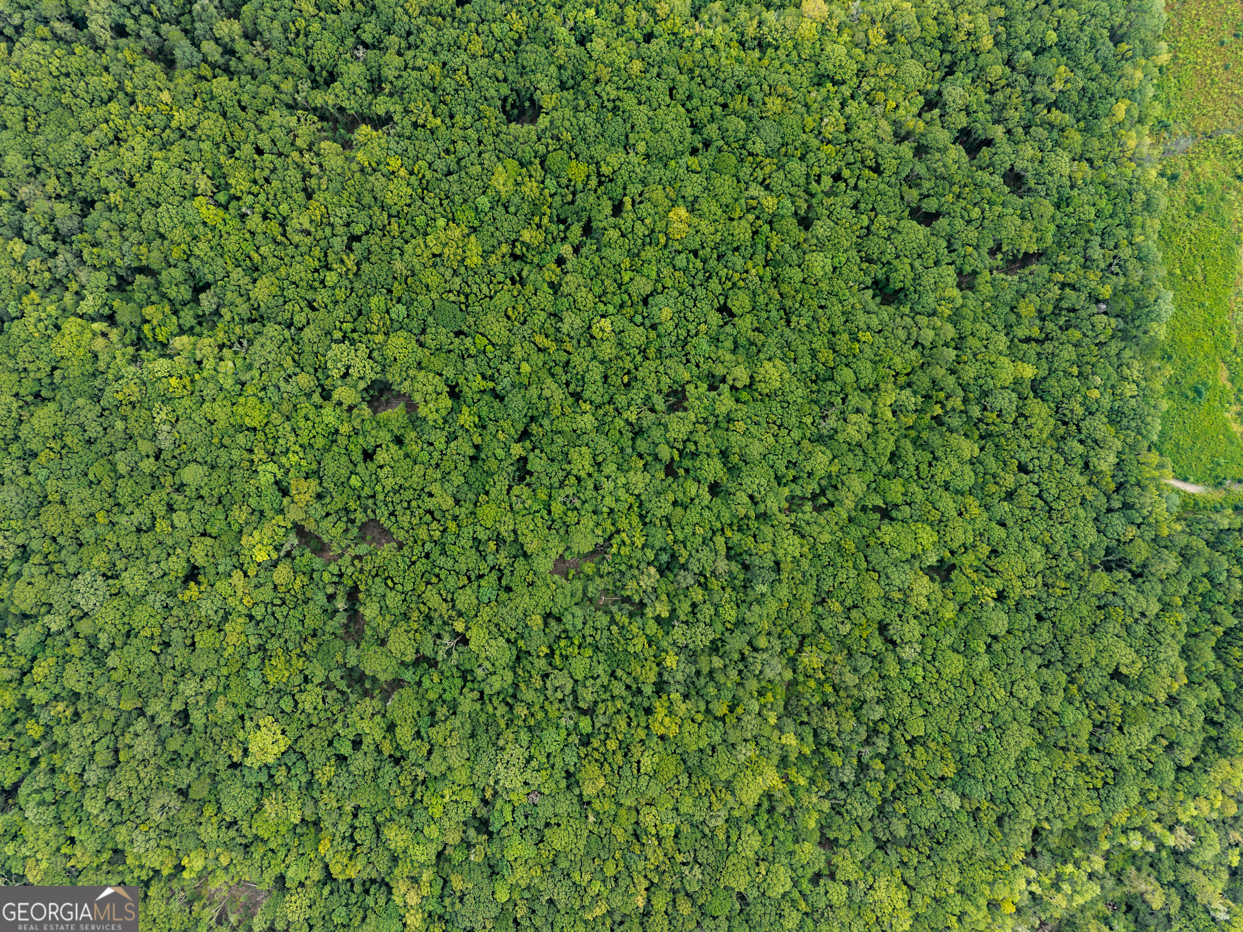 232-acres Old River Road North Statesboro, GA 30461 - Photo 7 of 23 a view of a lush green field