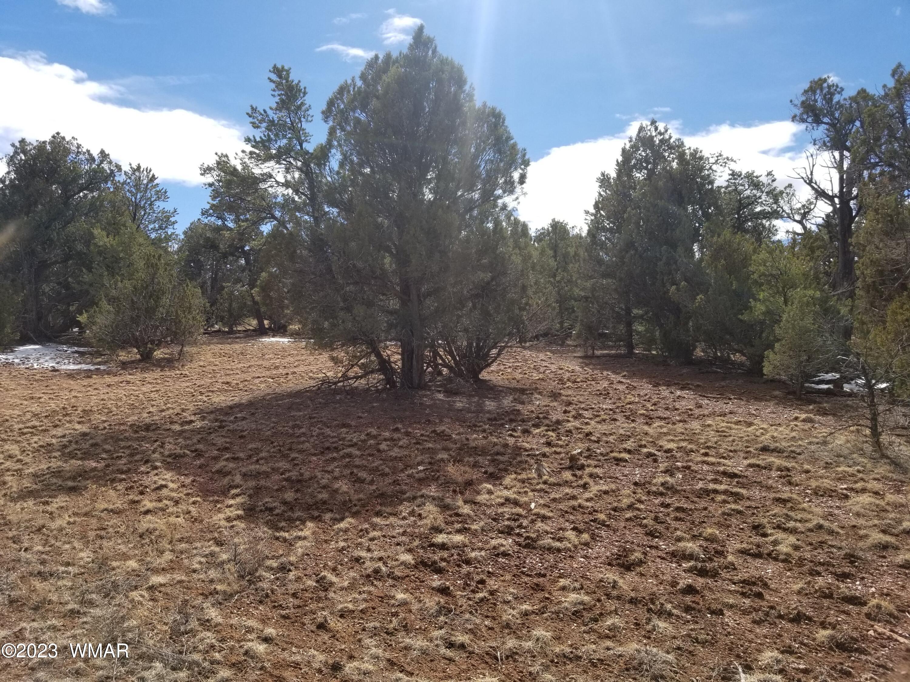 Tbd Power Line Road Overgaard, AZ 85933 - Photo 1 of 8