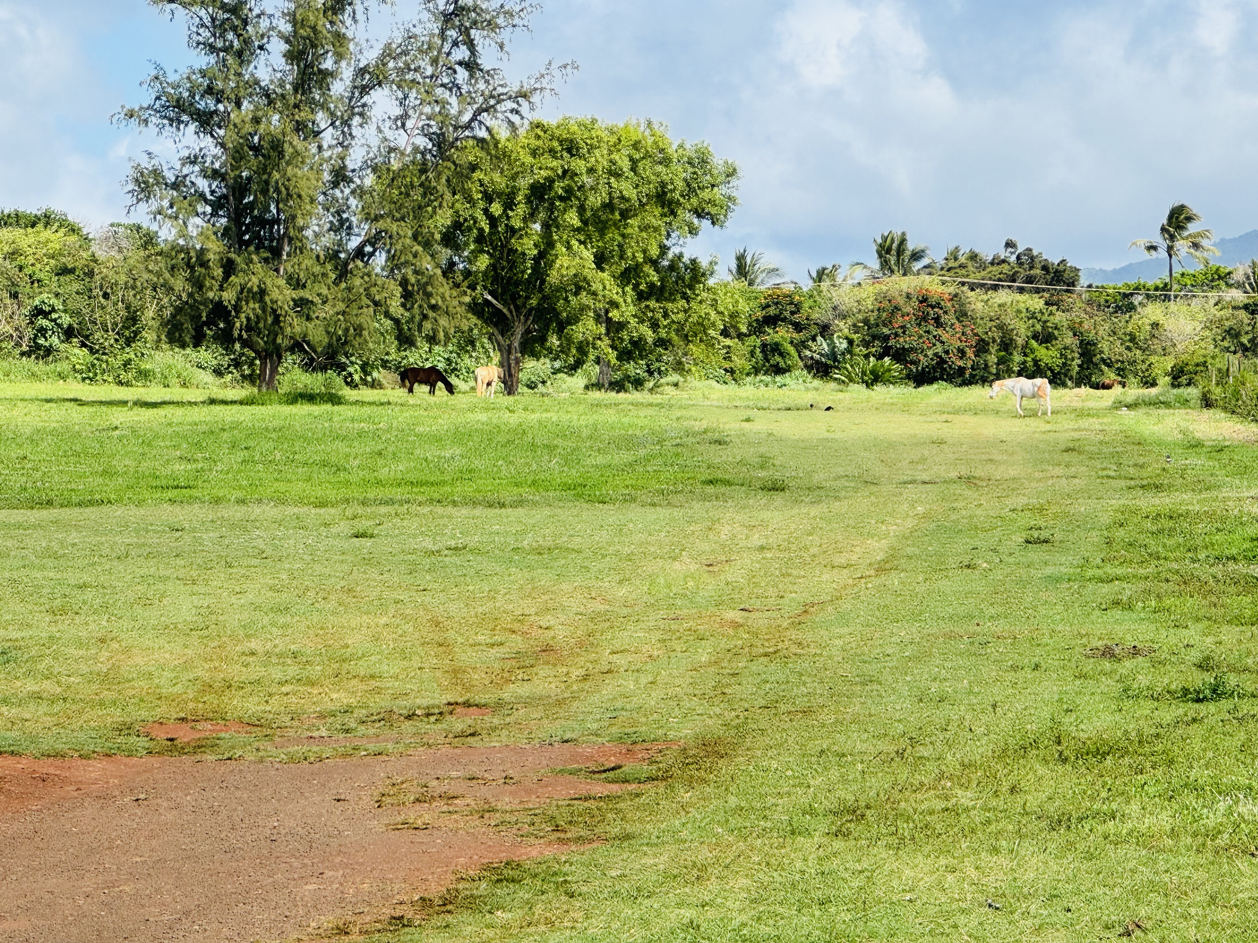 1 Kilauea Road Kilauea, HI 96754 - Photo 2 of 2 Gallery Image 2