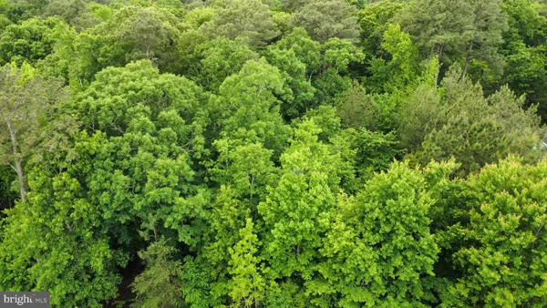a view of a lush green forest