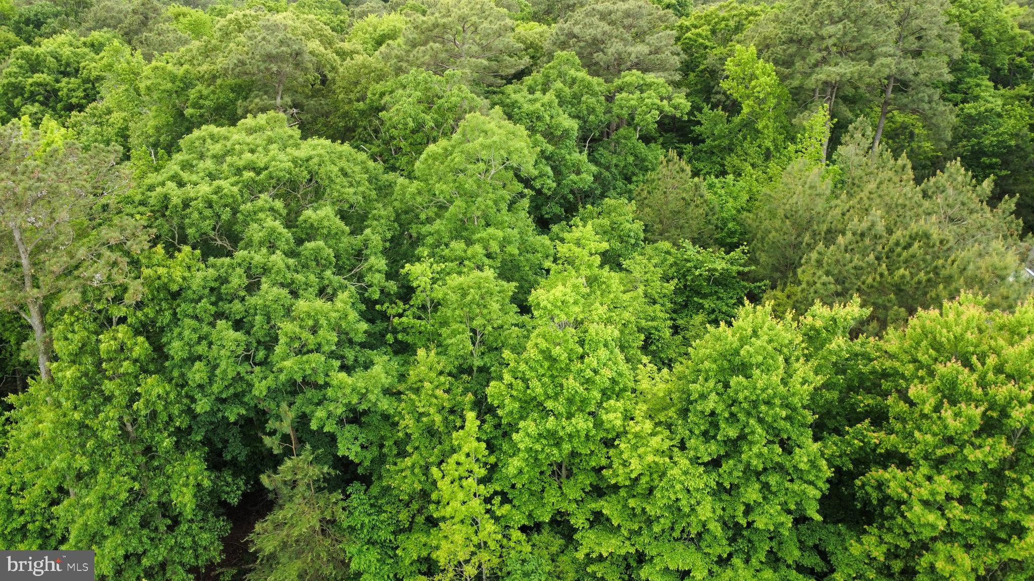 18529 Three Notch Road Lexington Park, MD 20653 - Photo 1 of 4 a view of a lush green forest