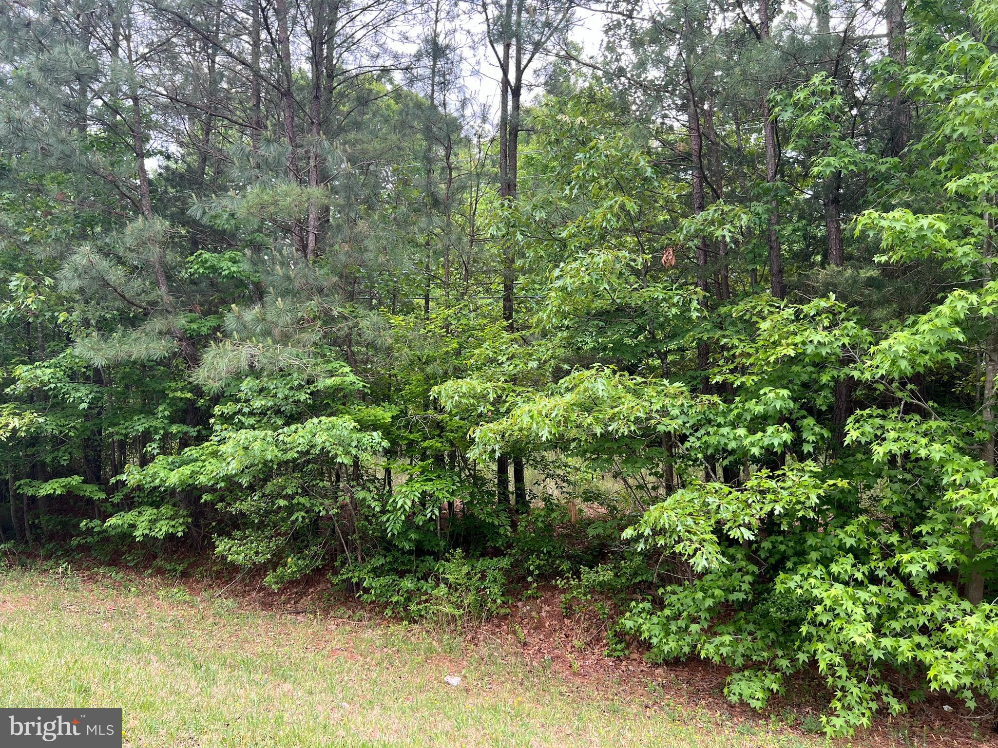18529 Three Notch Road Lexington Park, MD 20653 - Photo 2 of 4 a view of a forest with plants and large trees