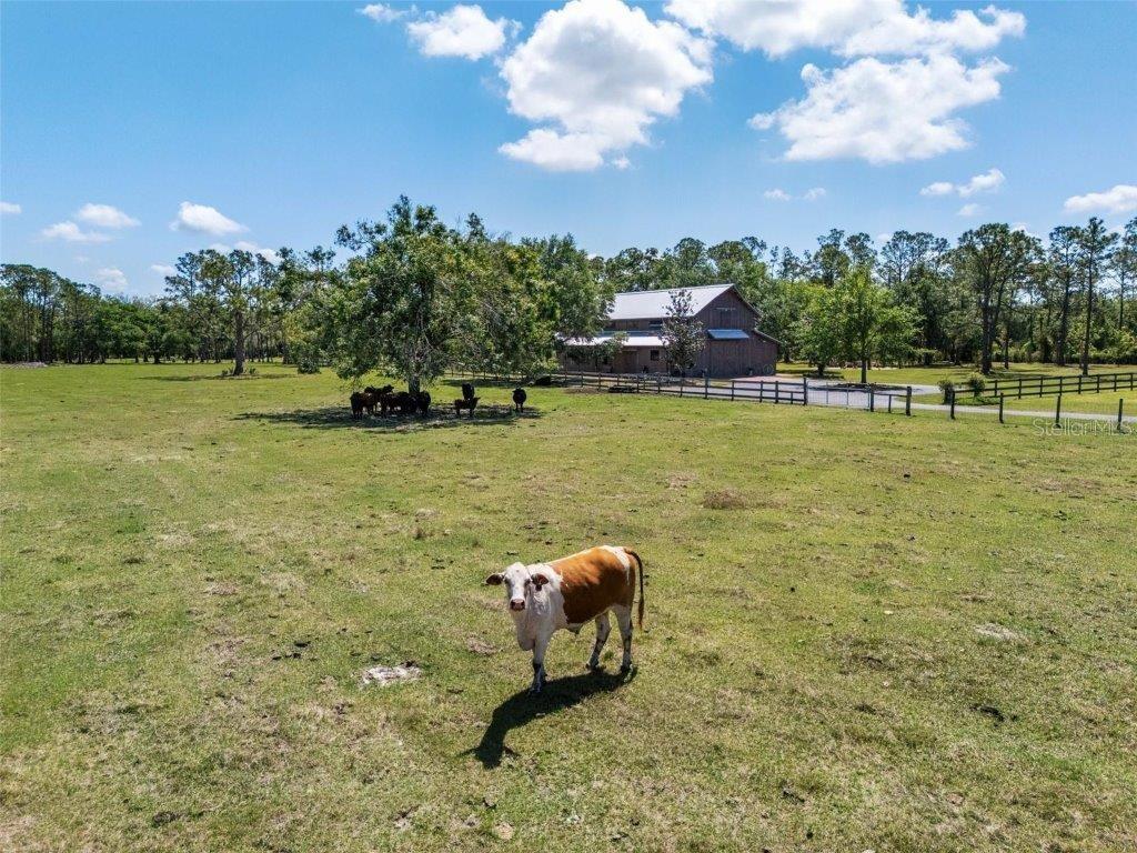 12615 River Road Myakka City, FL 34251 - Photo 77 of 88 a swimming pool with some trees in the background