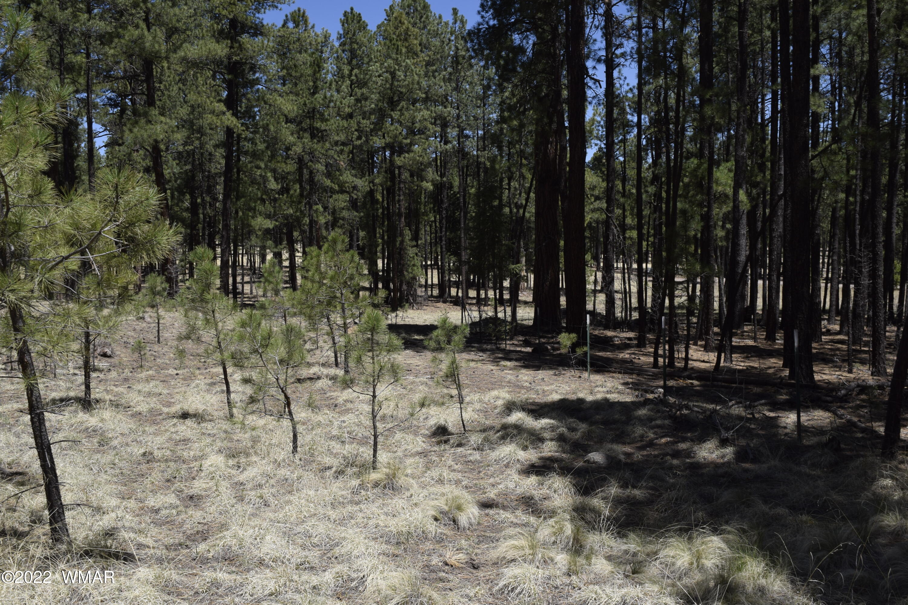 61 County Road Alpine, AZ 85920 - Photo 1 of 5