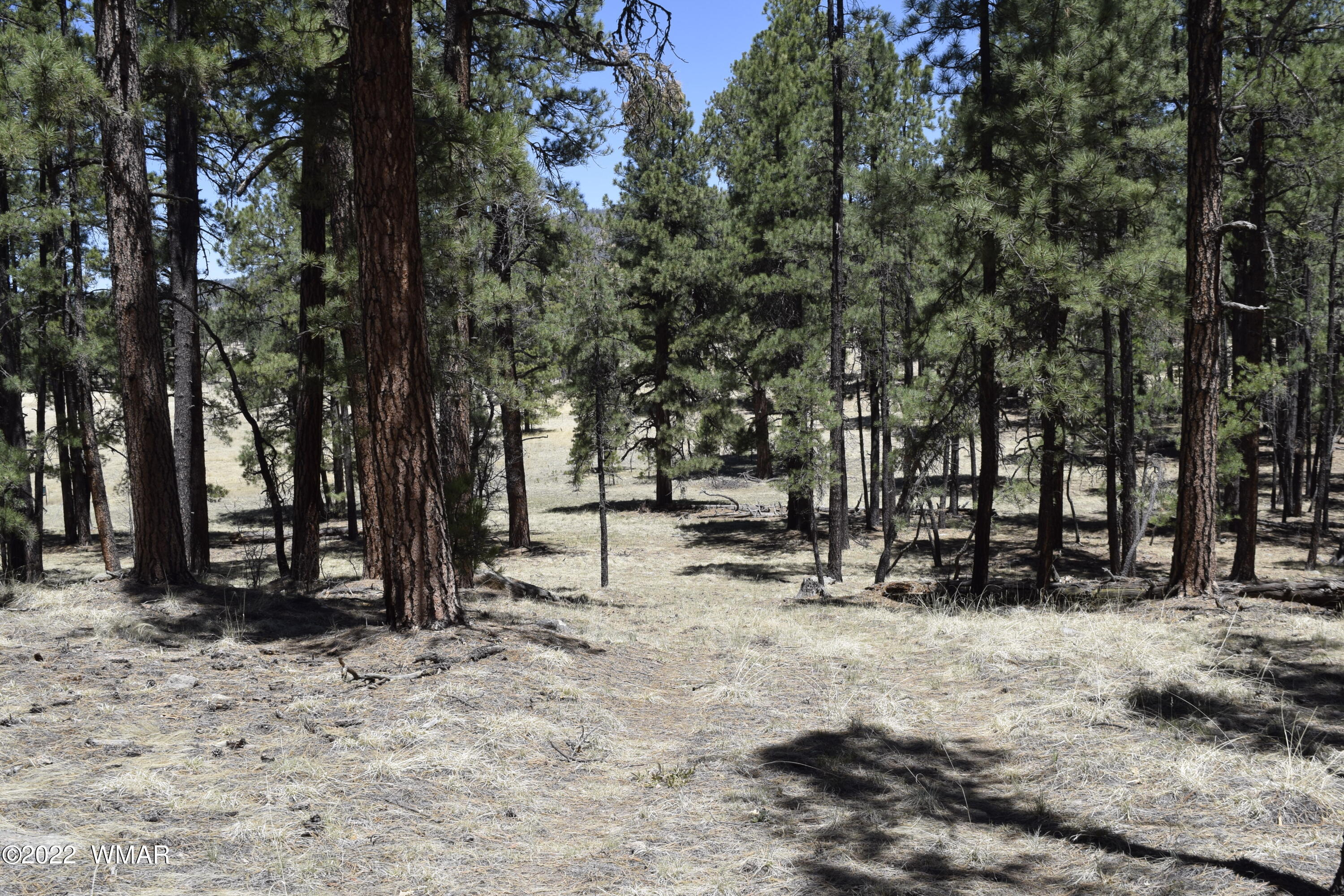 61 County Road Alpine, AZ 85920 - Photo 2 of 5