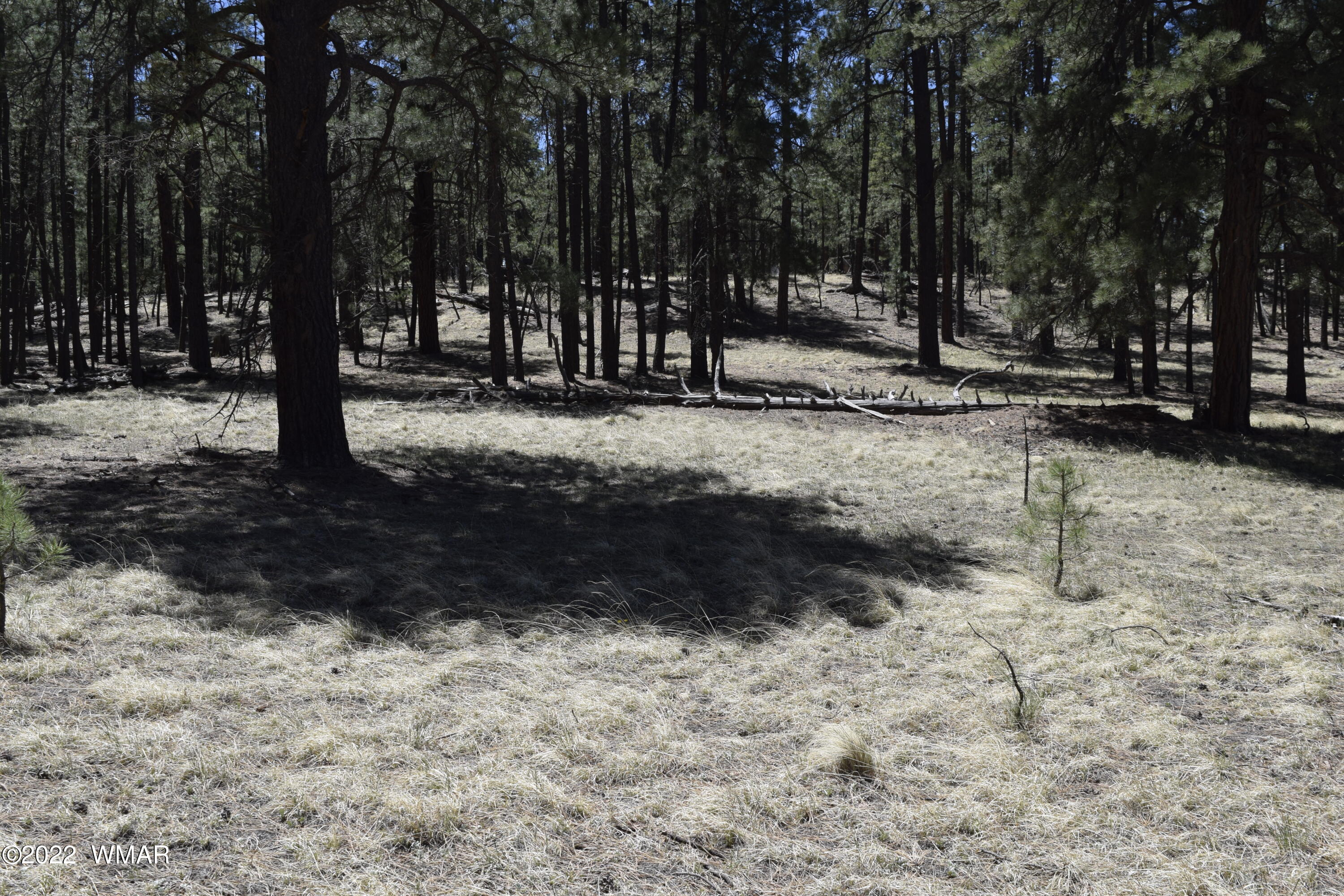61 County Road Alpine, AZ 85920 - Photo 4 of 5