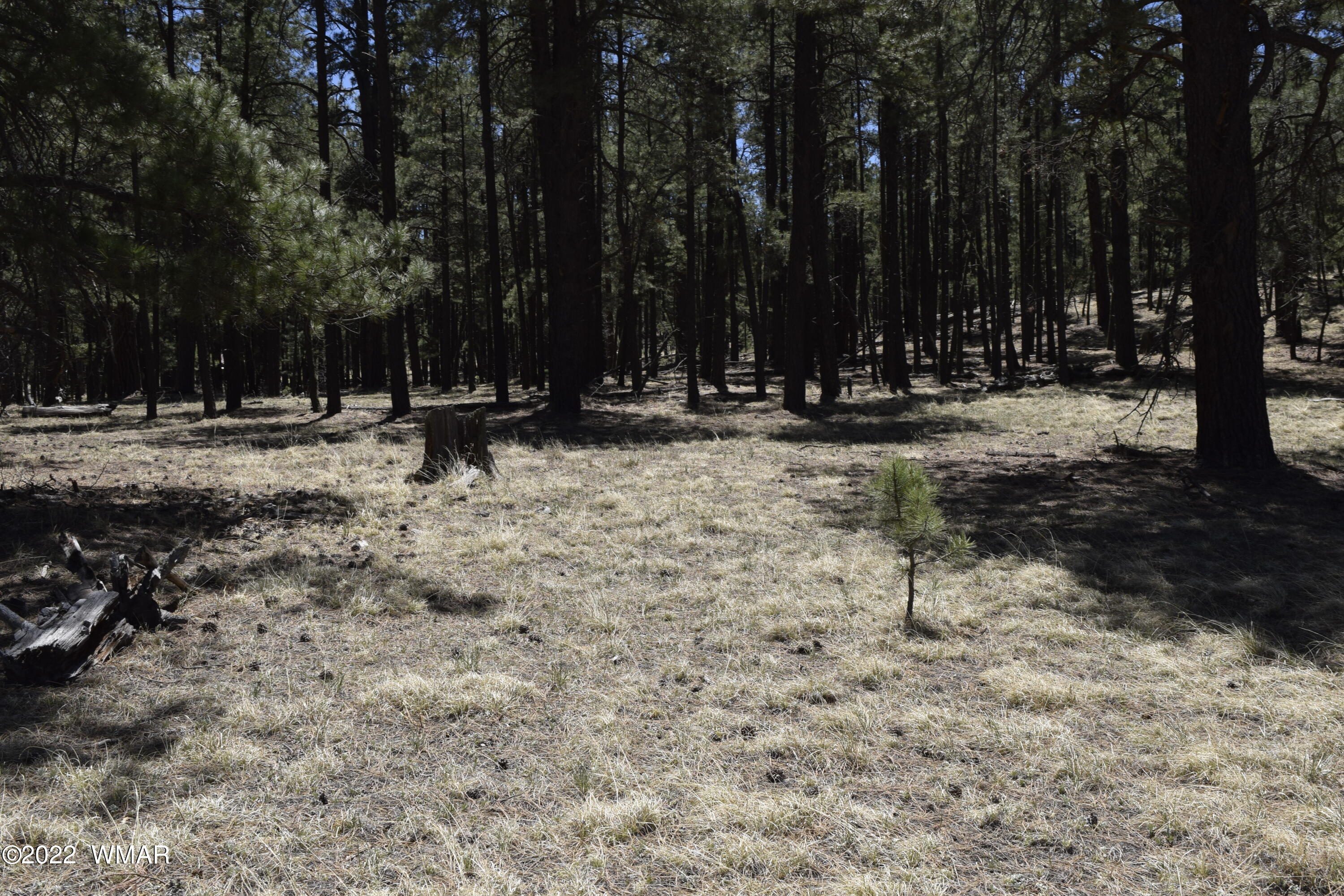 61 County Road Alpine, AZ 85920 - Photo 5 of 5