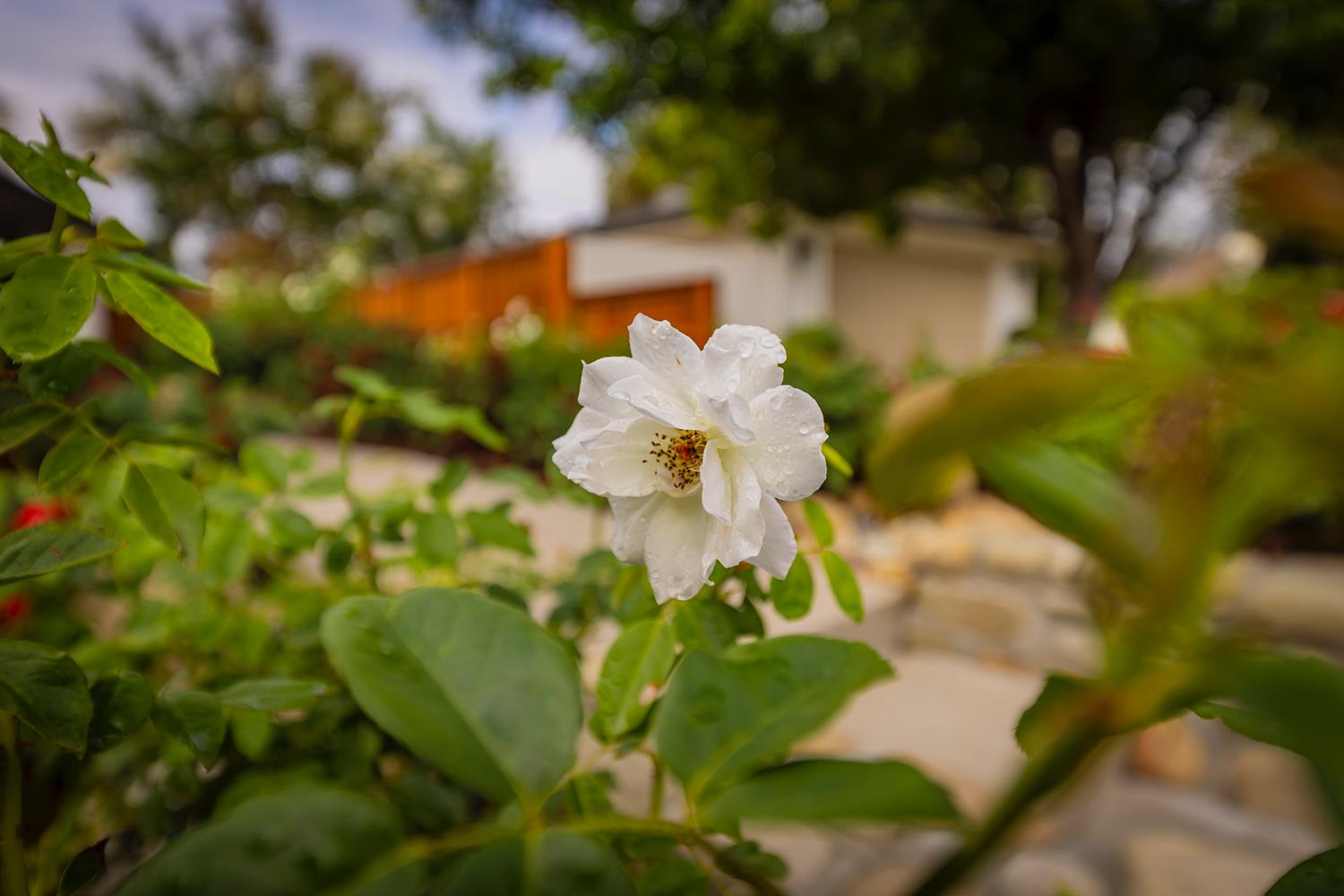 1209 San Ramon Way Ojai, CA 93023 - Photo 7 of 46 Gallery Image 7