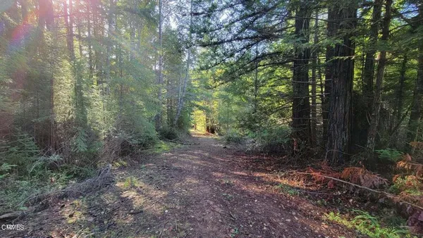 a view of a forest with trees in the background