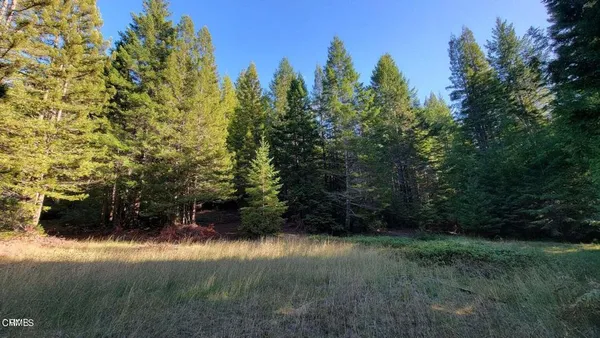 a view of a forest with trees in the background