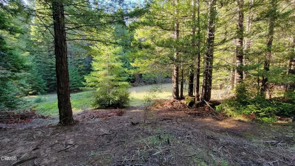 a view of forest