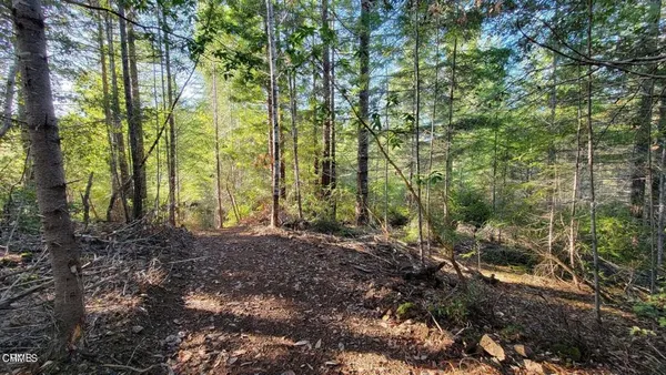 a view of yard with trees