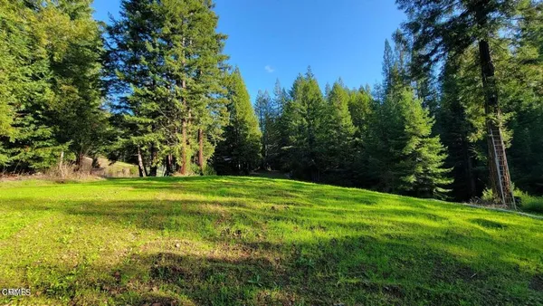a view of a trees in a yard with large trees
