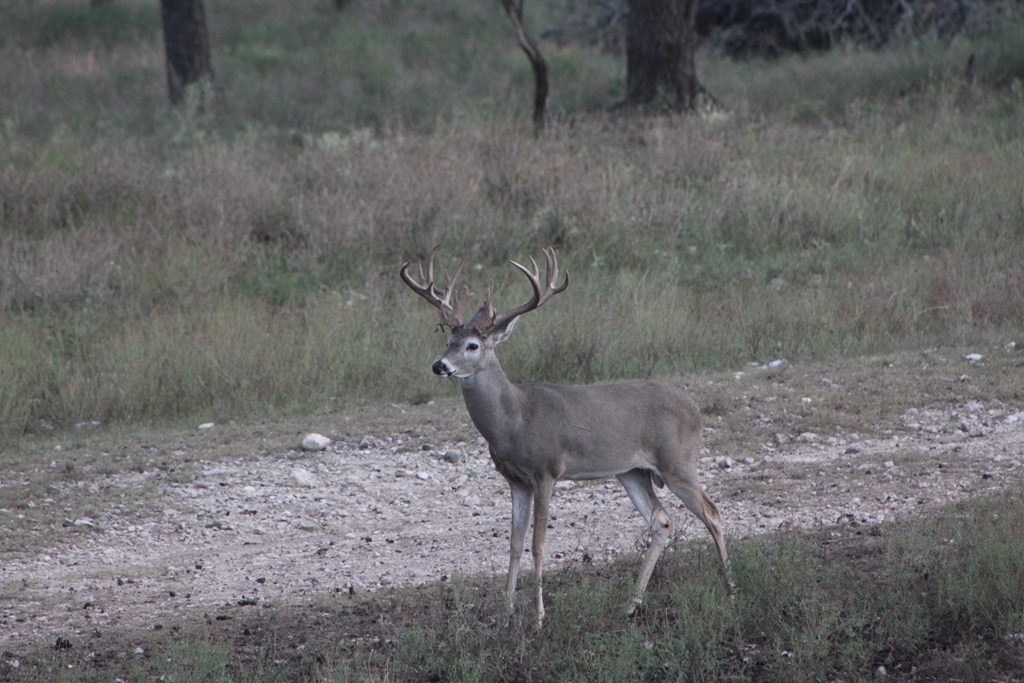 17 Blackjack Ranch Road, Unit 17 Harper, TX 78631 - Photo 6 of 9 Gallery Image 6