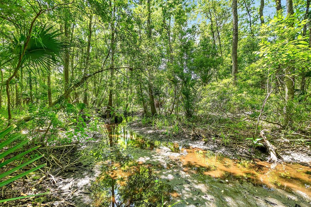 1370 Buckles Road Pierson, FL 32180 - Photo 48 of 57 a view of a yard
