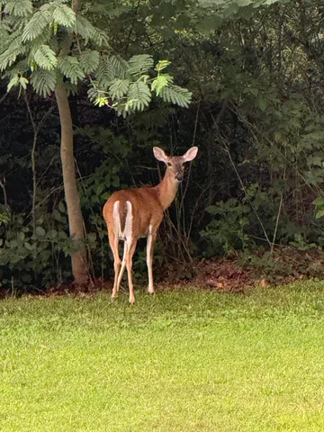 $995,000 | 426 Simmons Tawzer Road, Chickamauga, GA 30707