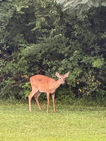 $995,000 | 426 Simmons Tawzer Road, Chickamauga, GA 30707