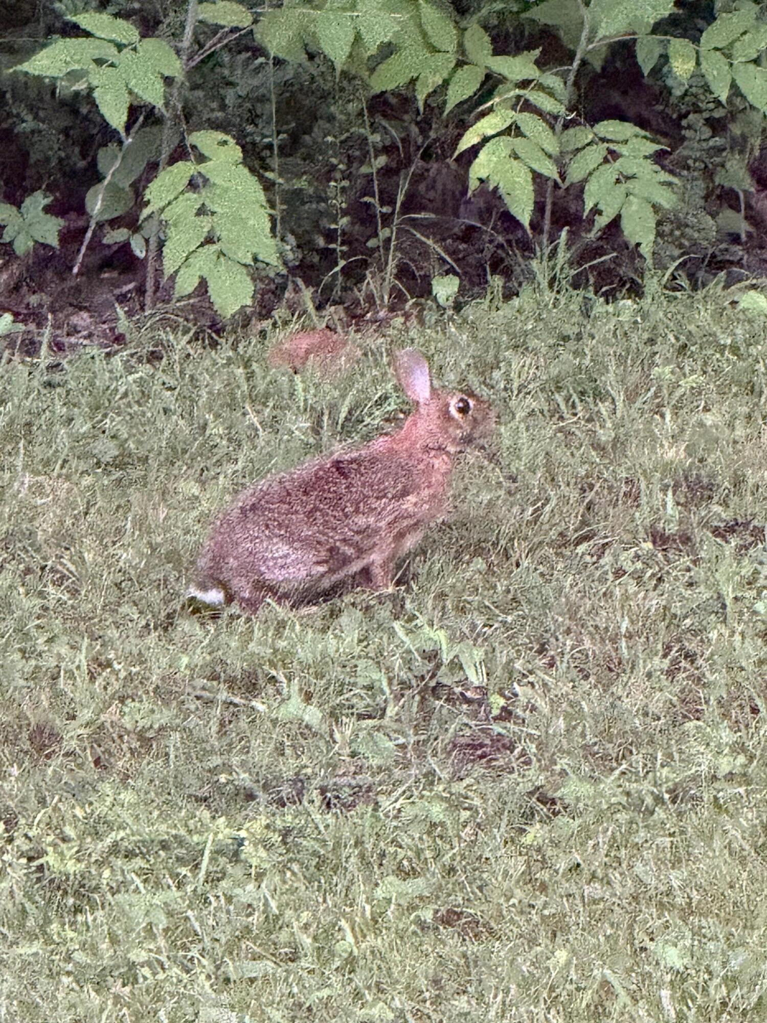 426 Simmons Tawzer Road Chickamauga, GA 30707 - Photo 75 of 78 IMG_5455