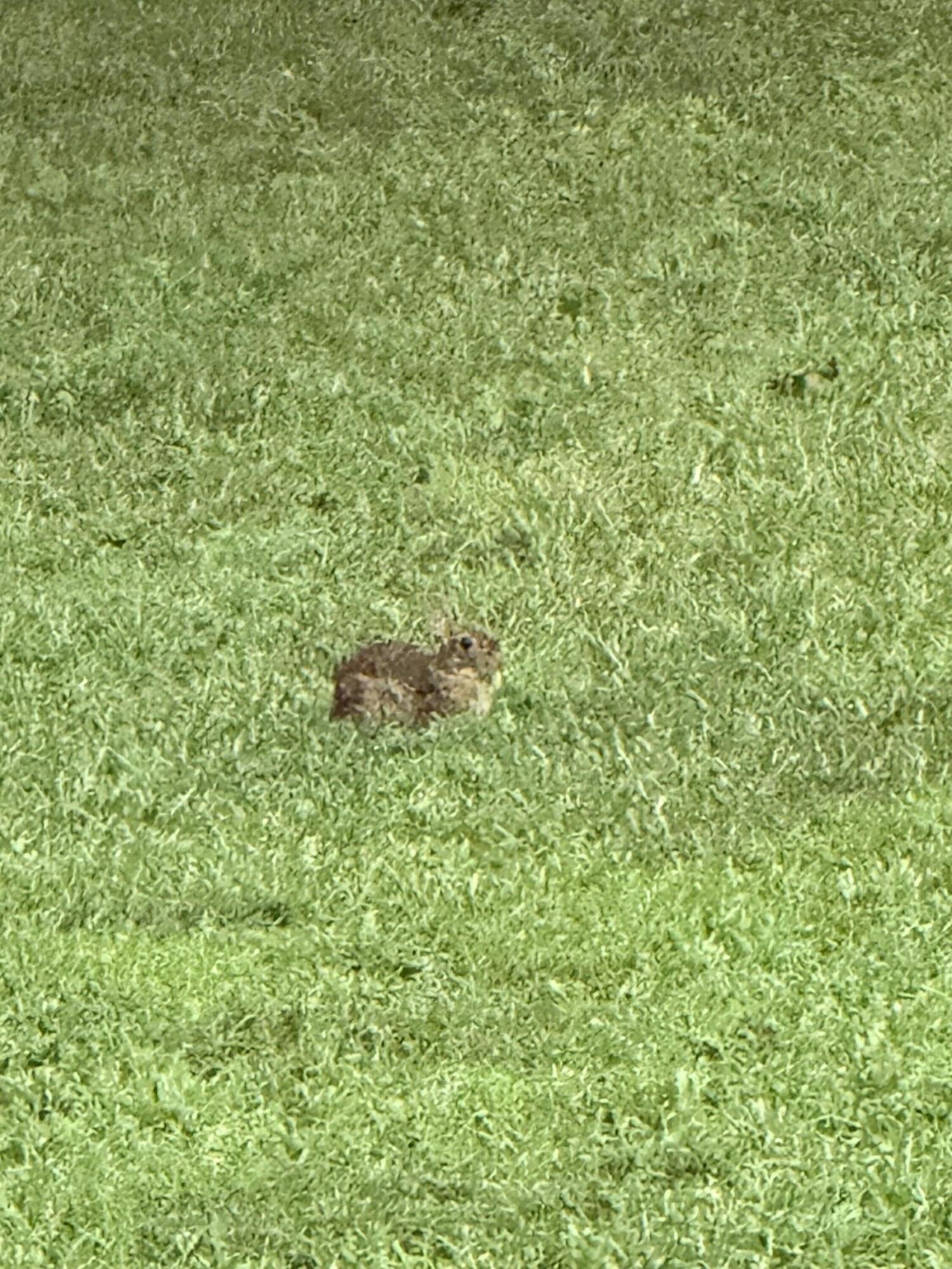 426 Simmons Tawzer Road Chickamauga, GA 30707 - Photo 76 of 78 IMG_5451