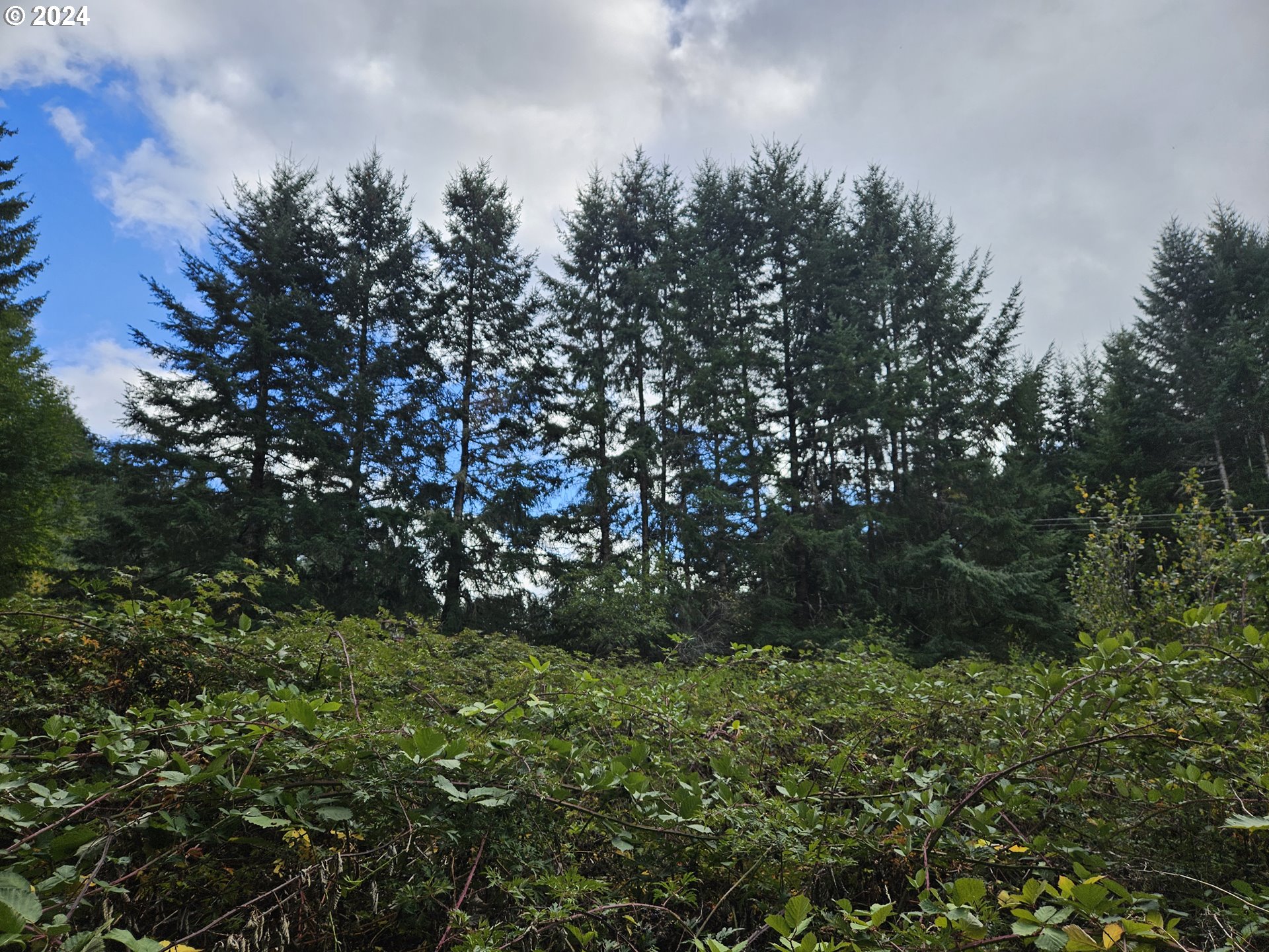 20812 Blodgett Road Blodgett, OR 97326 - Photo 10 of 31 Gallery Image 10