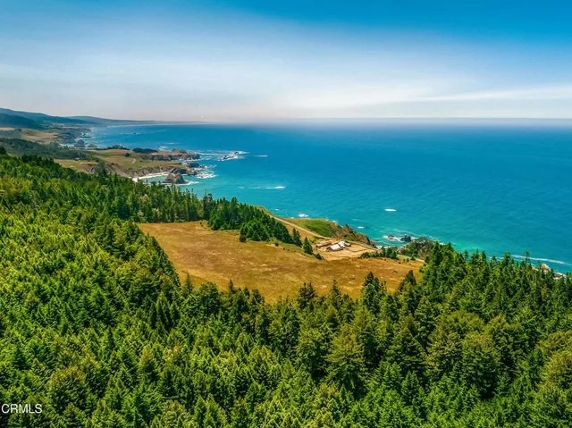a view of a yard with plants and large trees