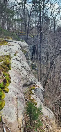 a view of yard with trees
