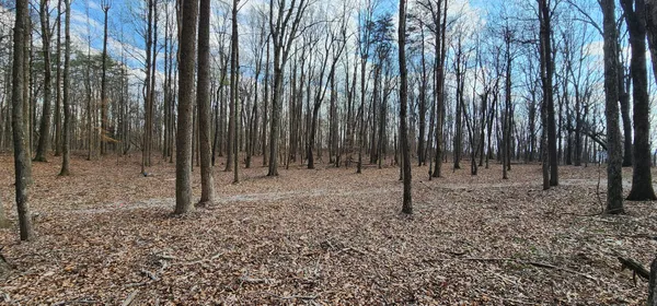 a view of a backyard with trees