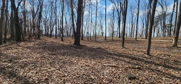 a ground with lots of tall trees