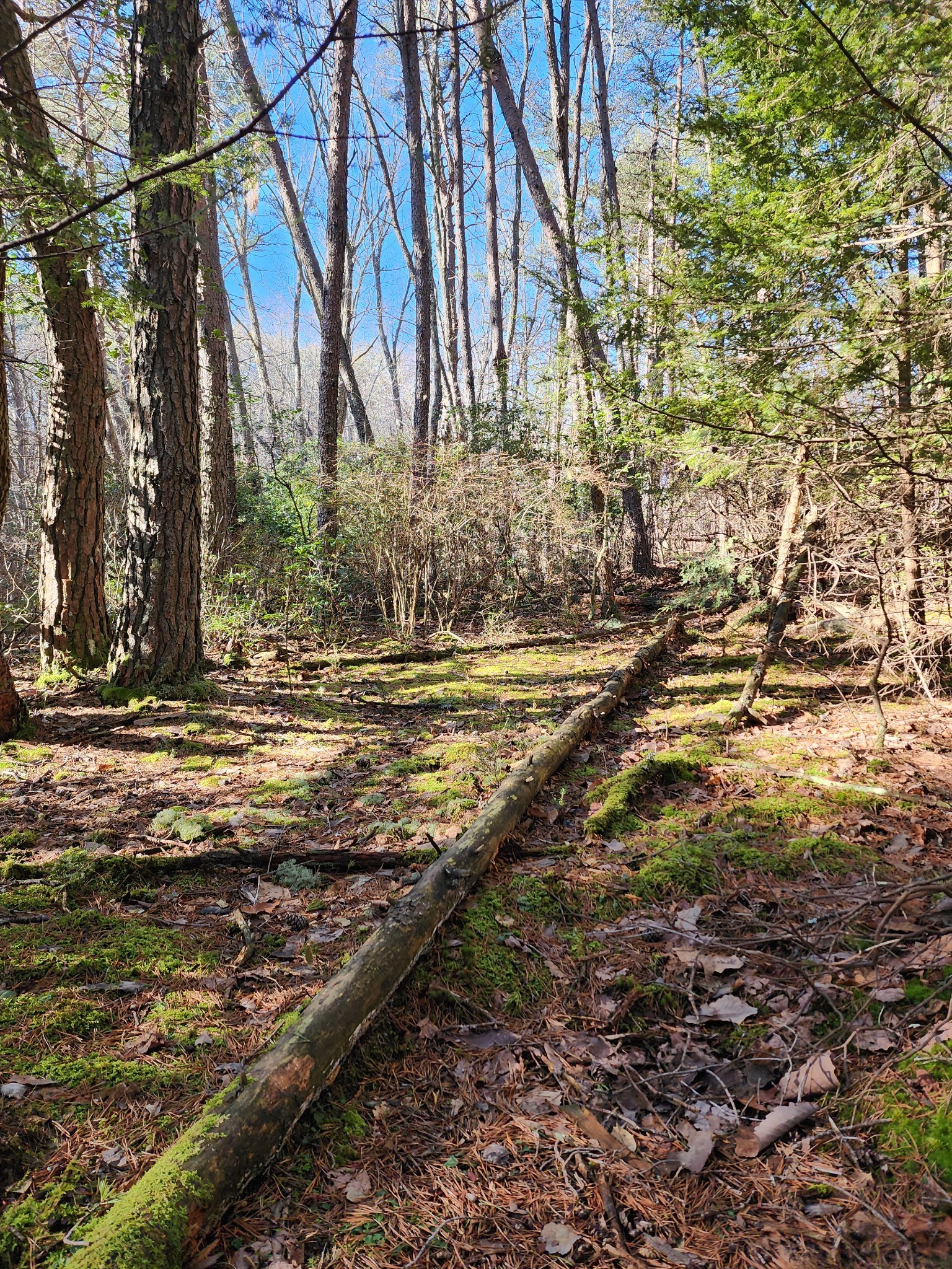 0 Roth Point Road Altamont, TN 37301 - Photo 41 of 41