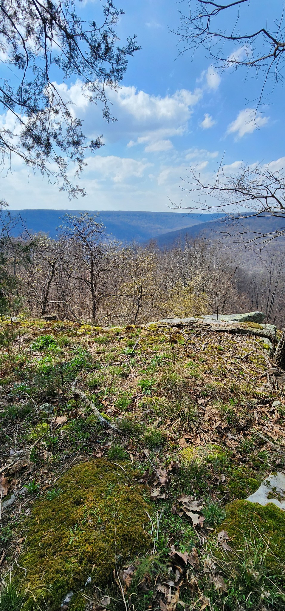 0 Roth Point Road Altamont, TN 37301 - Photo 7 of 41