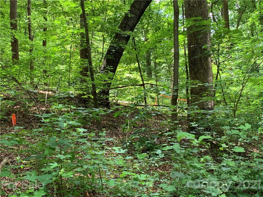 3 Country Club Heights Road Tryon, NC 28782 - Photo 11 of 13 a view of a lush green forest