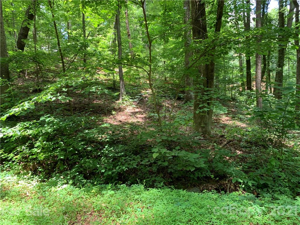 3 Country Club Heights Road Tryon, NC 28782 - Photo 13 of 13 a view of a lush green forest