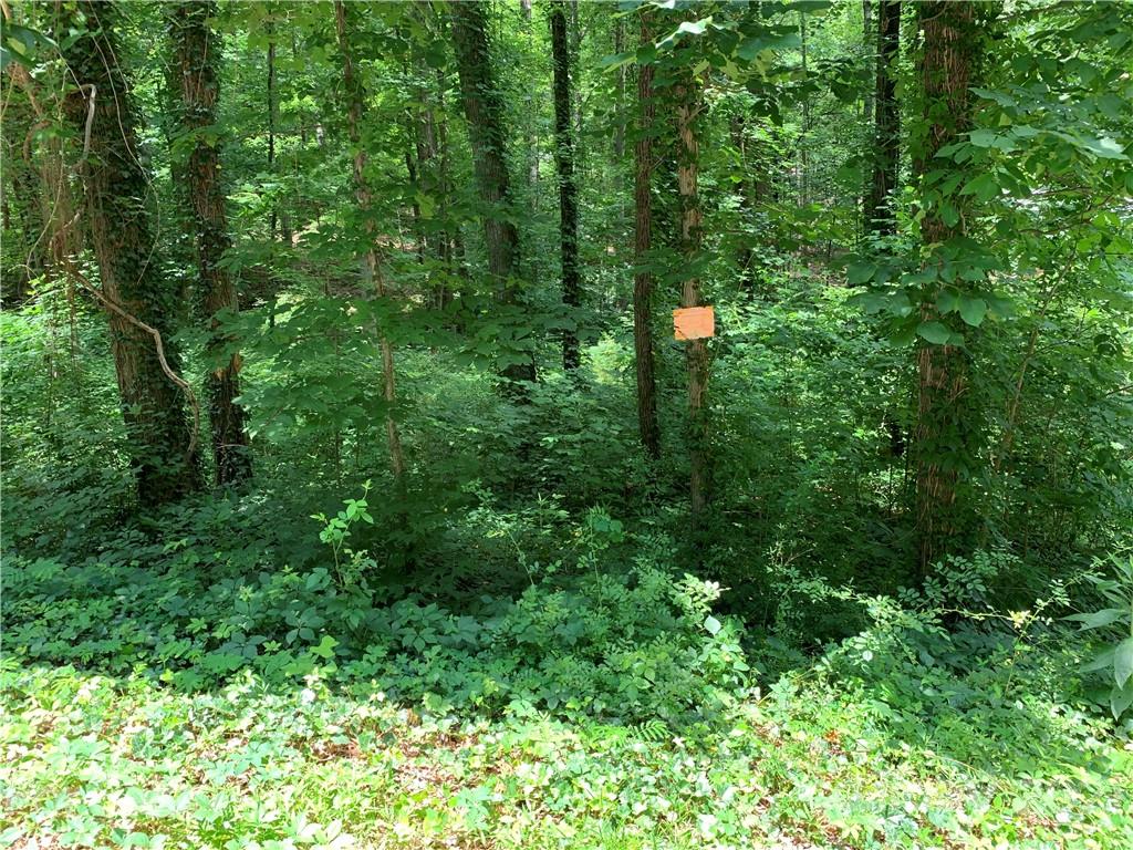3 Country Club Heights Road Tryon, NC 28782 - Photo 3 of 13 a view of a lush green forest