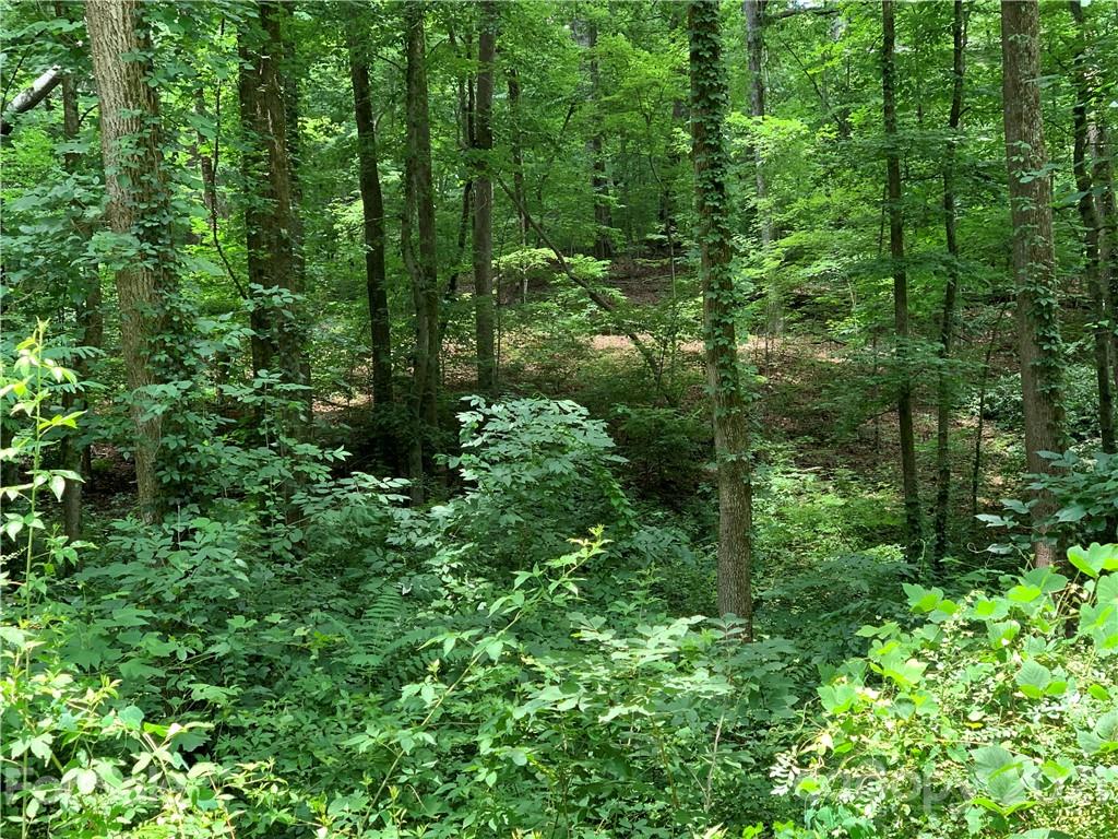 3 Country Club Heights Road Tryon, NC 28782 - Photo 5 of 13 a view of a lush green forest
