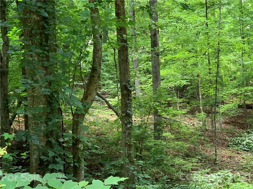 3 Country Club Heights Road Tryon, NC 28782 - Photo 6 of 13 a view of forest
