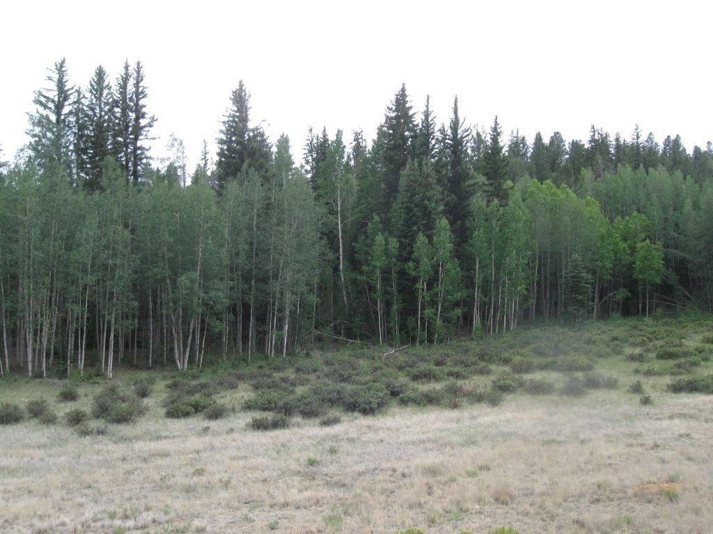 6241 Remington Road Como, CO 80432 - Photo 12 of 15 a view of a forest with trees in the background