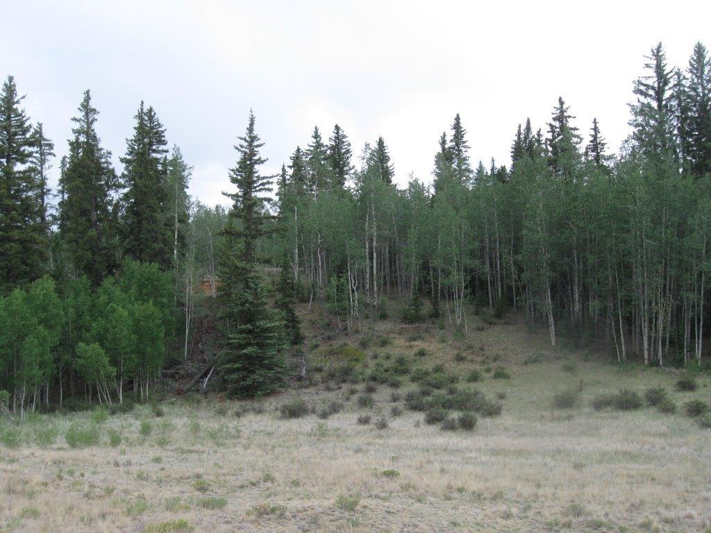 6241 Remington Road Como, CO 80432 - Photo 13 of 15 a view of a forest