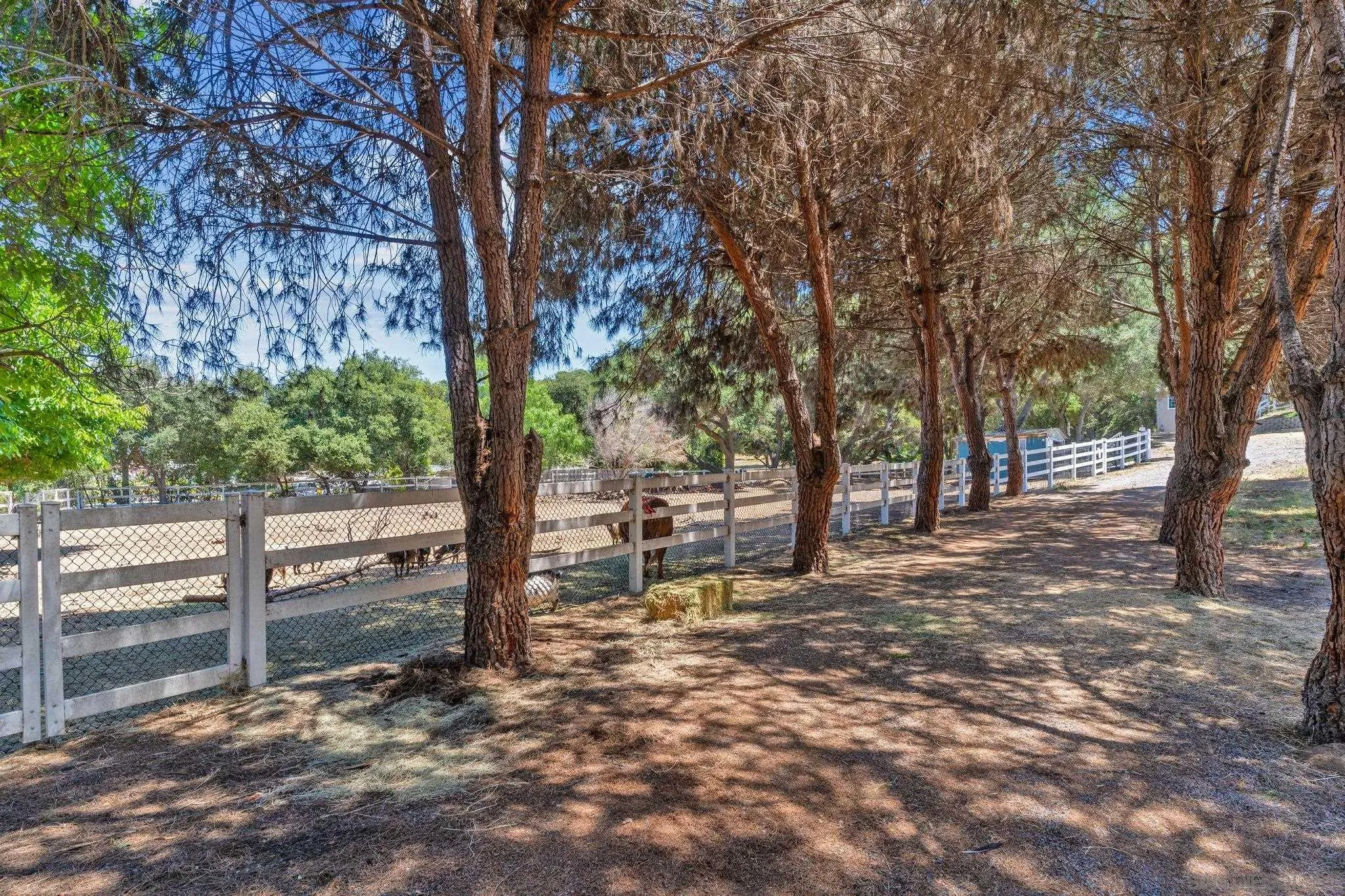 29575 Costalota Road Valley Center, CA 92082 - Photo 3 of 39 a backyard of a house with lots of green space