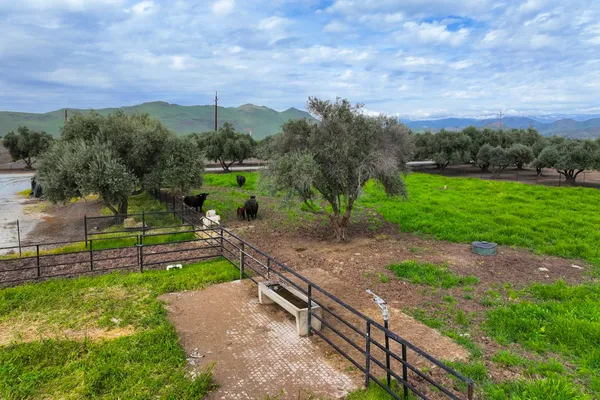 a view of a city with lush green forest