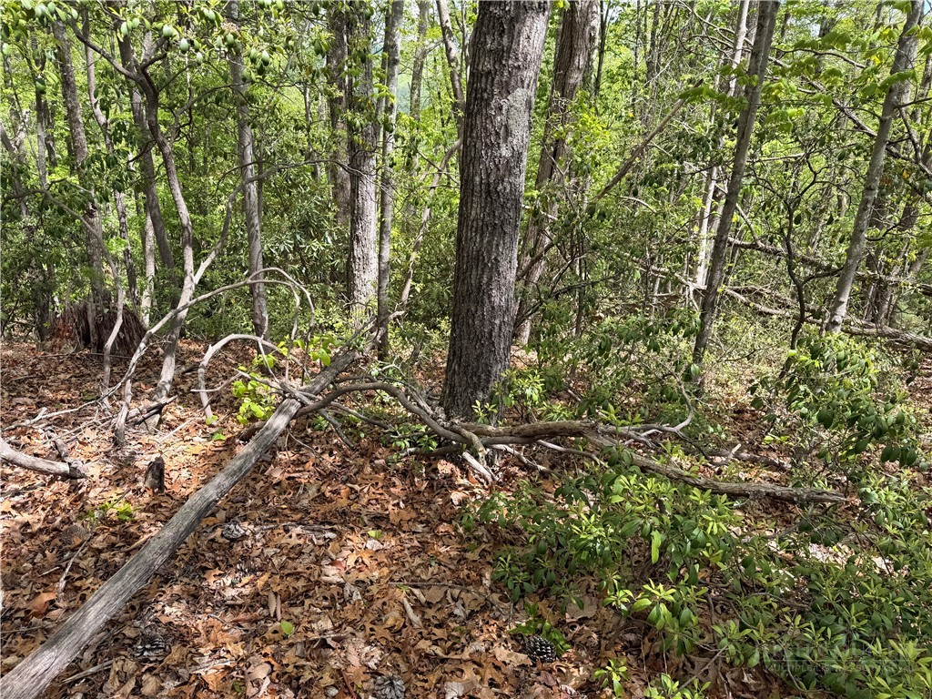 Elk Ridge Road Deep Gap, NC 28618 - Photo 10 of 30