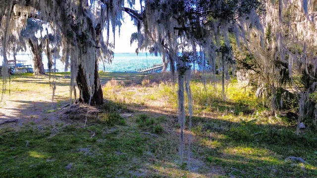 a view of a field with a tree