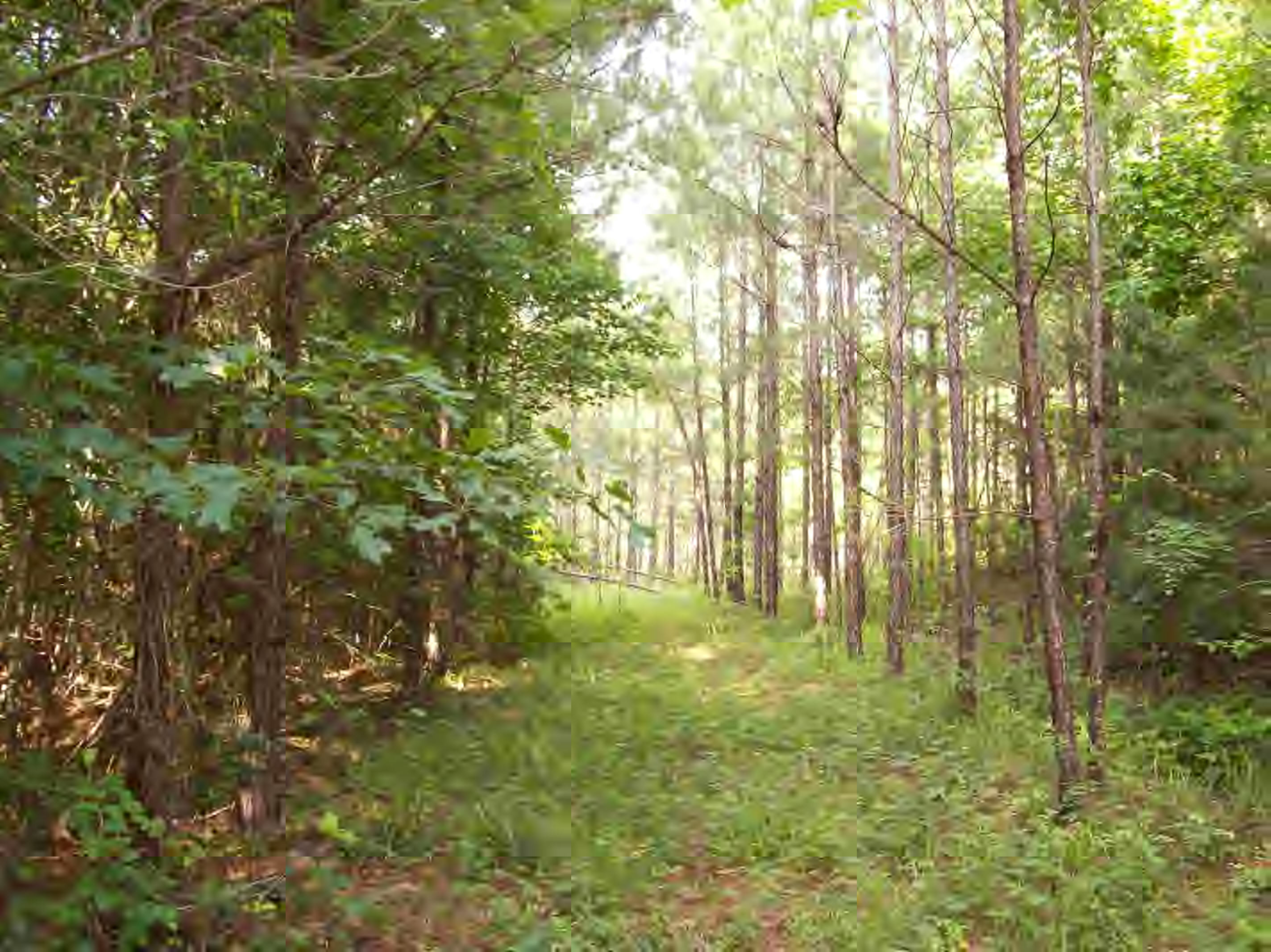 Duckworth Road Sontag, MS 39665 - Photo 1 of 1 Main View
