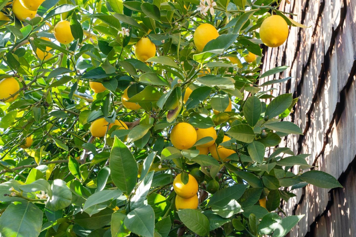 575 Morecroft Road Lafayette, CA 94549 - Photo 5 of 71