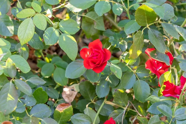 $6,995,000 | 575 Morecroft Road, Lafayette, CA 94549