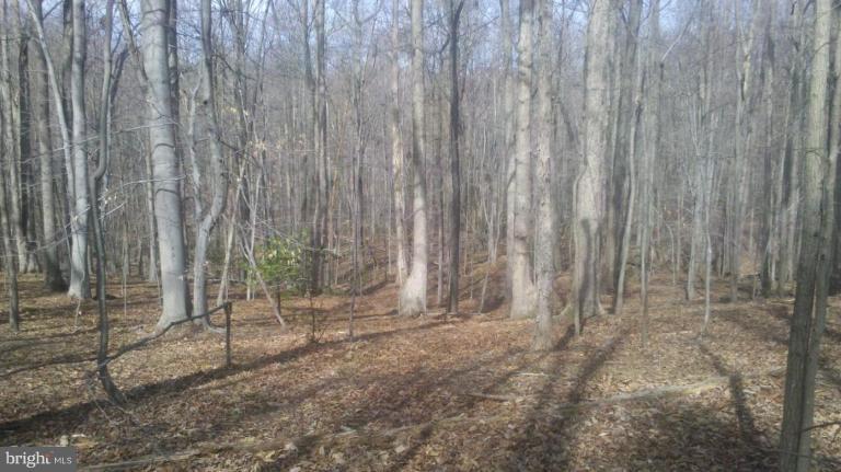 23330 Neck Road Aquasco, MD 20608 - Photo 3 of 10 Nicely wooded with mature hardwoods and evergreens