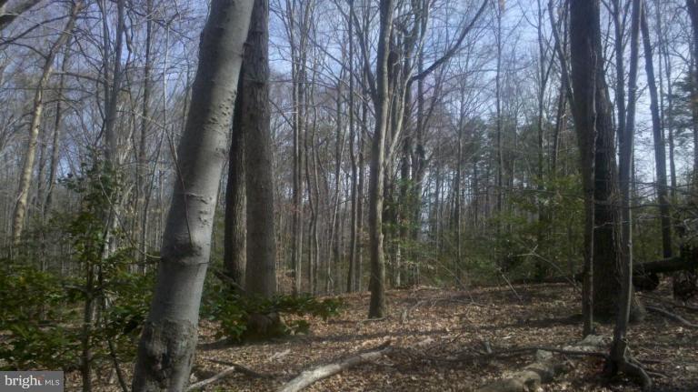 23330 Neck Road Aquasco, MD 20608 - Photo 4 of 10 Nicely wooded with mature hardwoods and evergreens
