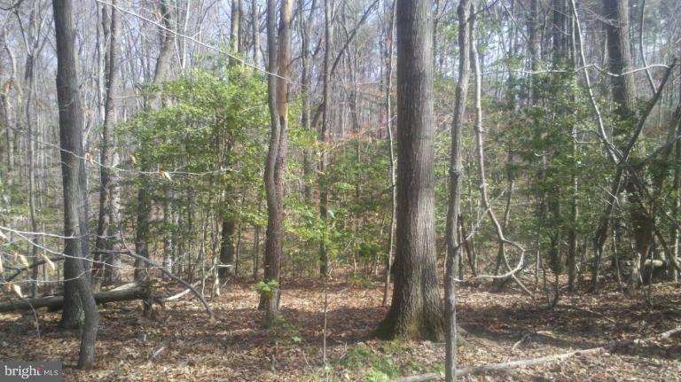 23330 Neck Road Aquasco, MD 20608 - Photo 6 of 10 Nicely wooded with mature hardwoods and evergreens