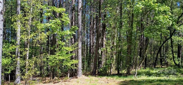 a view of a yard with plants and trees