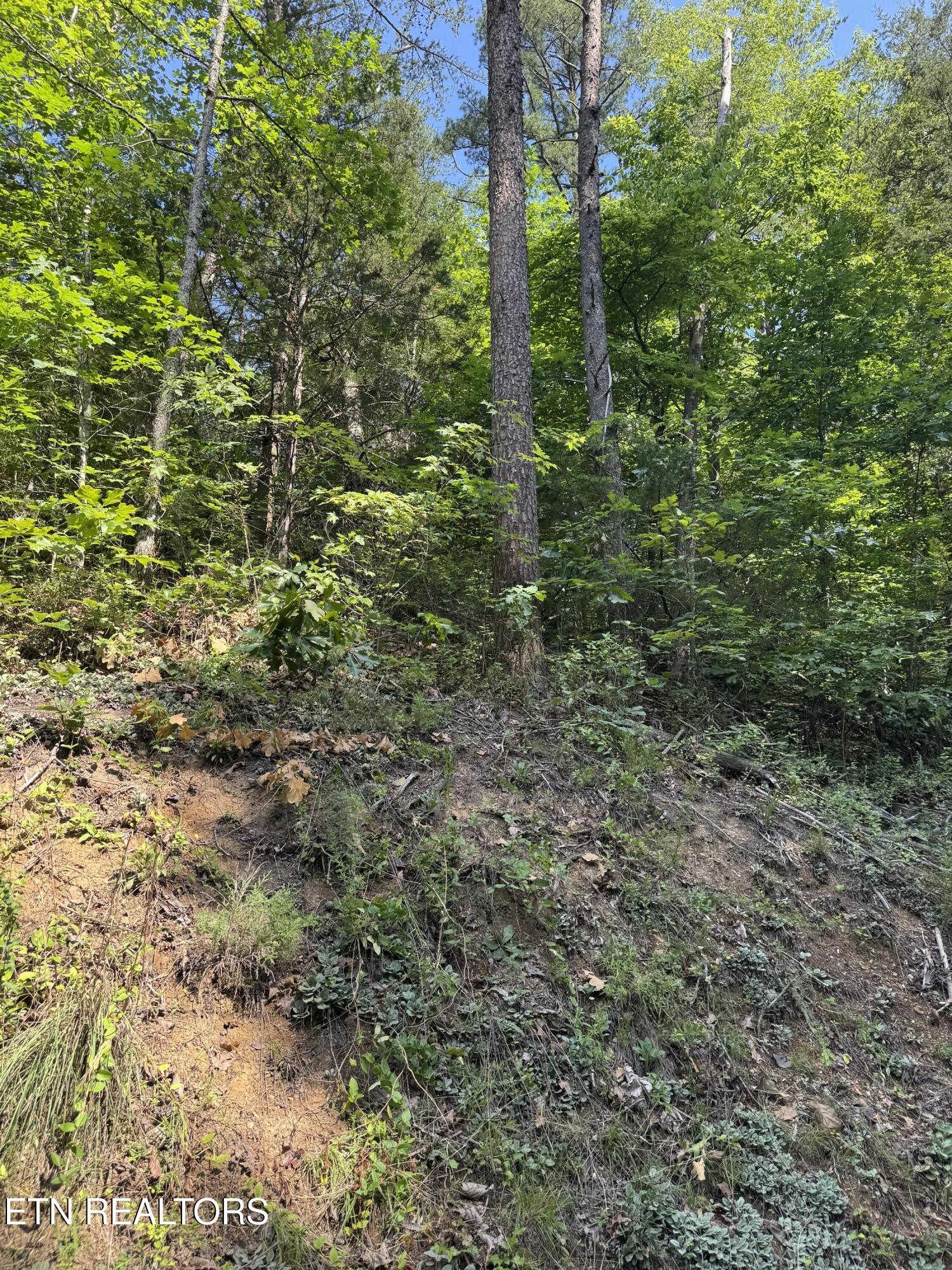 Lot 23 Walden Ridge Road Sevierville, TN 37862 - Photo 7 of 15 IMG_6029